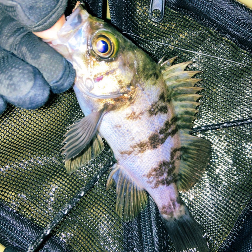 メバルの釣果