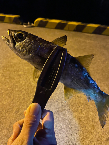 ムツの釣果