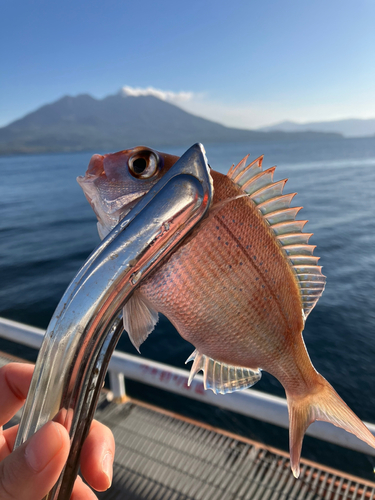 チャリコの釣果