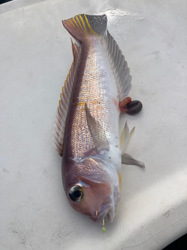 アマダイの釣果