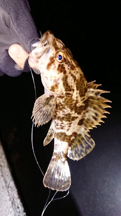 タケノコメバルの釣果