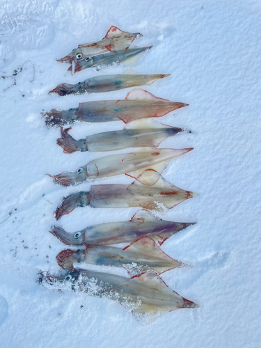 ヤリイカの釣果