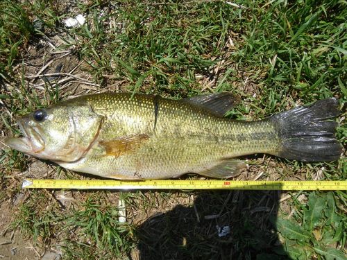 ブラックバスの釣果