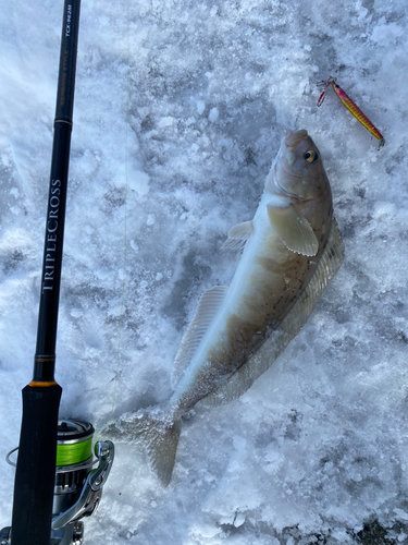 ホッケの釣果