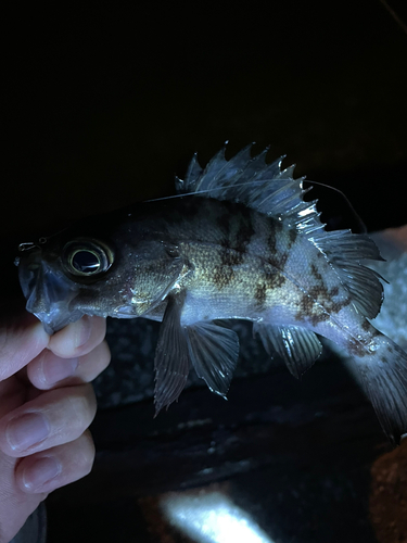 アオメバルの釣果