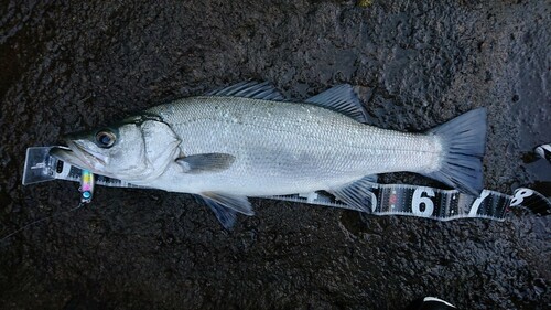 フッコ（ヒラスズキ）の釣果