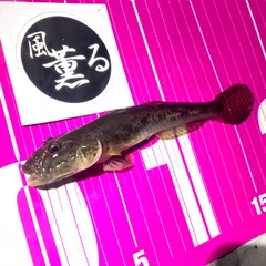 マハゼの釣果