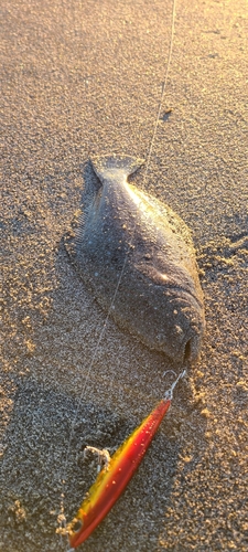 ソゲの釣果