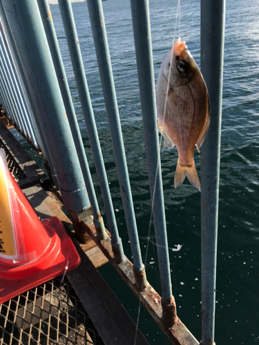 ウミタナゴの釣果