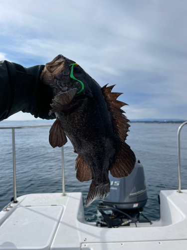 ソイの釣果