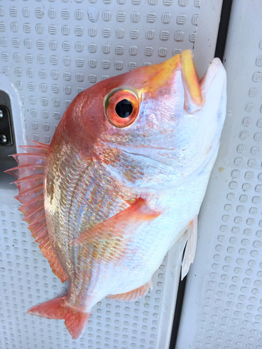 レンコダイの釣果