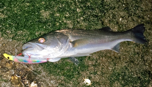 フッコ（マルスズキ）の釣果