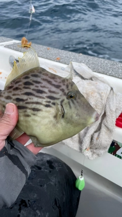 カワハギの釣果