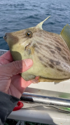 カワハギの釣果