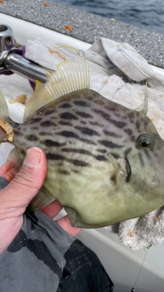 カワハギの釣果