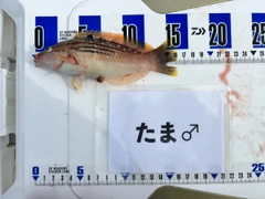 ホシササノハベラの釣果