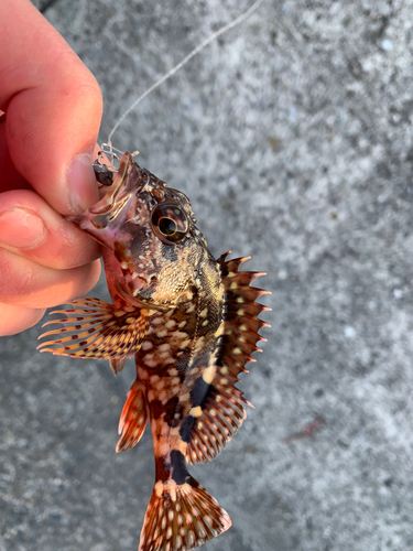 カサゴの釣果