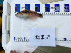 ホシササノハベラの釣果