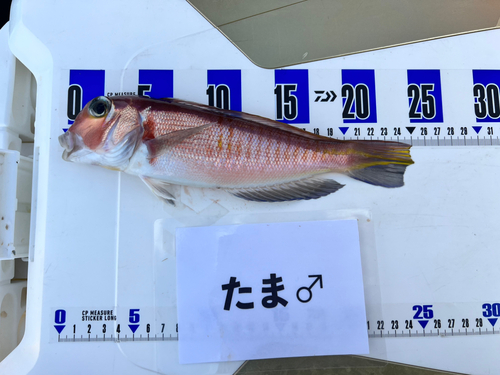 アカアマダイの釣果