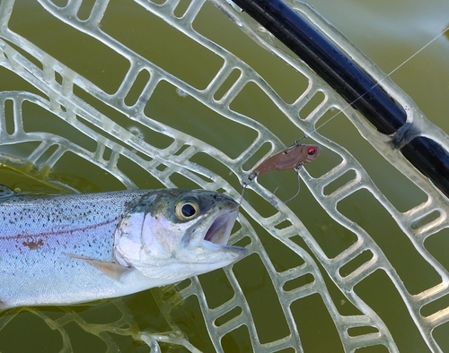 ニジマスの釣果