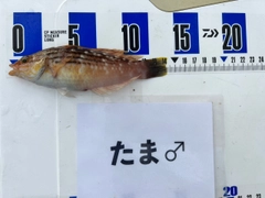 ホシササノハベラの釣果