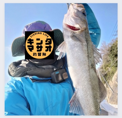 スズキの釣果