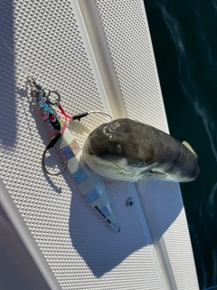 クサフグの釣果