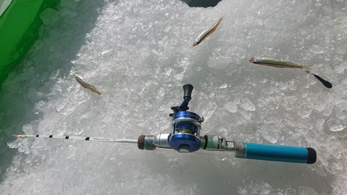 ワカサギの釣果