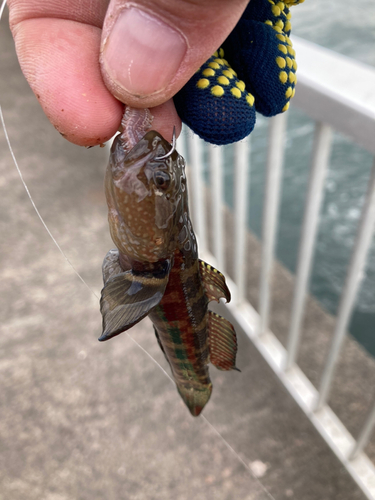 アカオビシマハゼの釣果