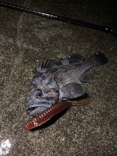 クロソイの釣果