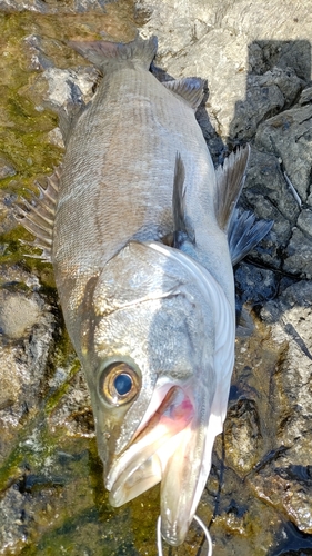 ヒラスズキの釣果