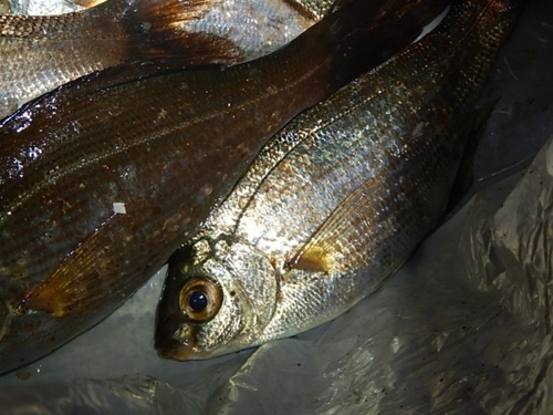 アカタナゴの釣果