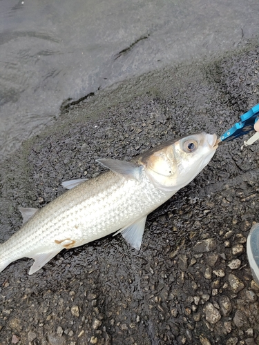 ボラの釣果