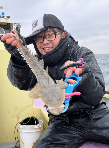 マゴチの釣果