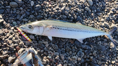 サゴシの釣果