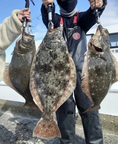 ヒラメの釣果