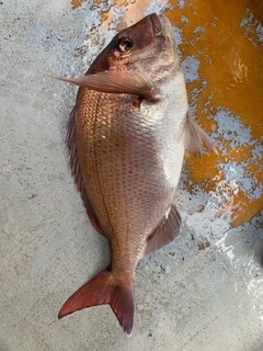 マダイの釣果