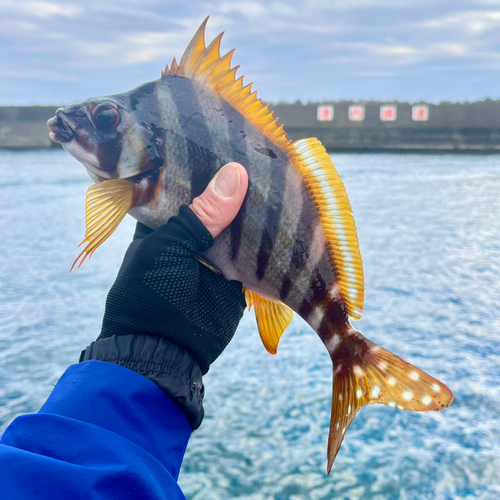 タカノハダイの釣果