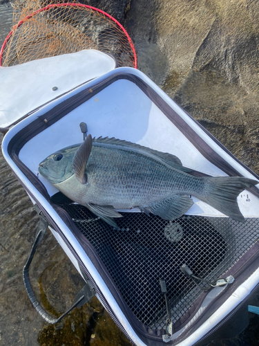 メジナの釣果