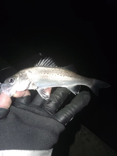 セイゴ（タイリクスズキ）の釣果