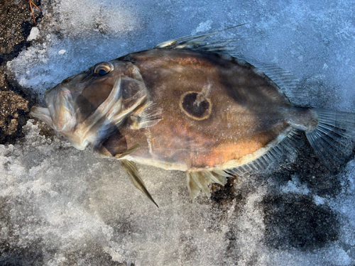 マトウダイの釣果