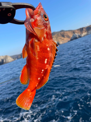 アカハタの釣果