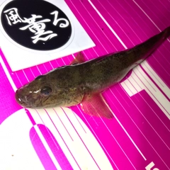 マハゼの釣果