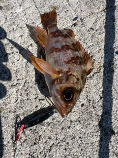 メバルの釣果