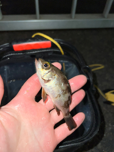 シロメバルの釣果