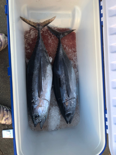 ビンチョウマグロの釣果