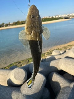 ミナミマゴチの釣果