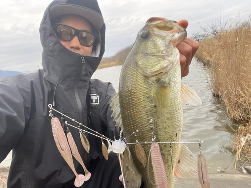 ブラックバスの釣果