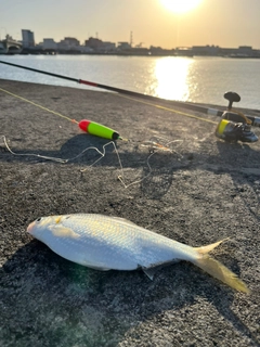 リュウキュウドロクイの釣果