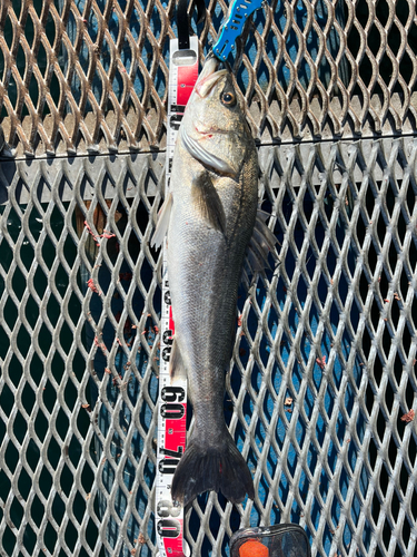 スズキの釣果